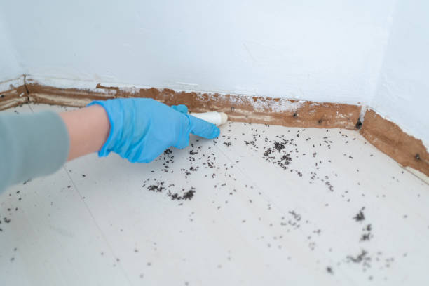 Flea Control Services in Genesee, ID